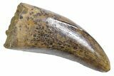 Serrated, Tyrannosaur (Nanotyrannus) Tooth - Wyoming #357063-1